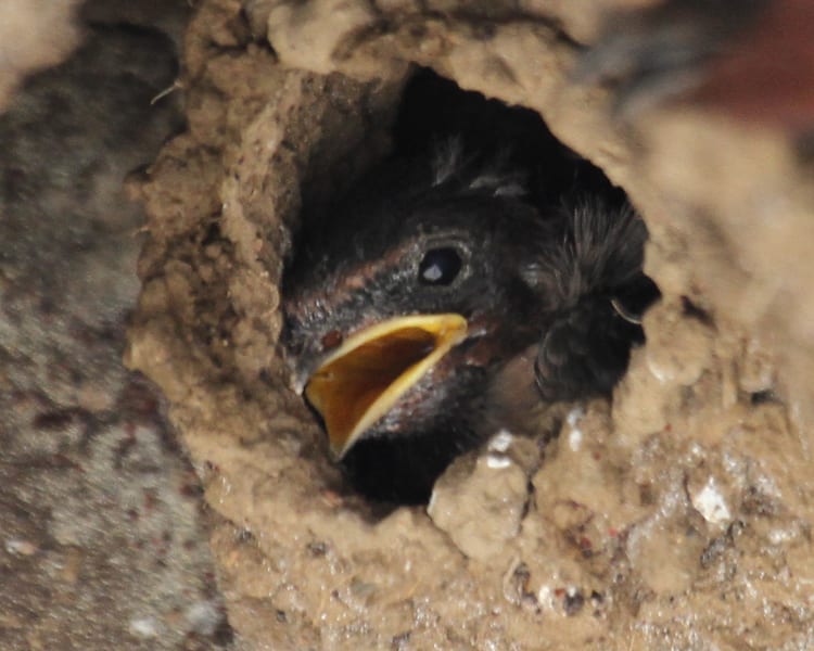 Cliff Swallow chick