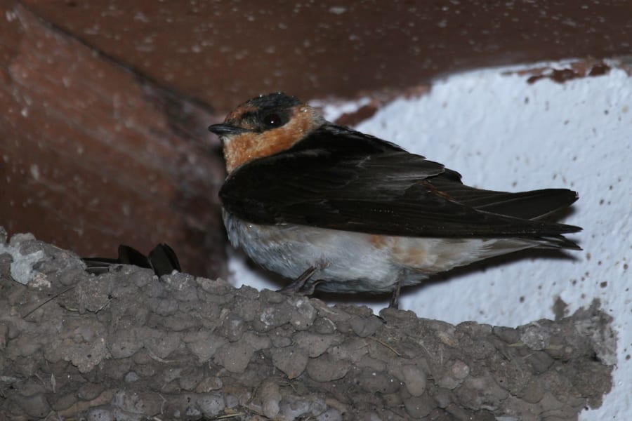 Cliff Swallow - Mexican race