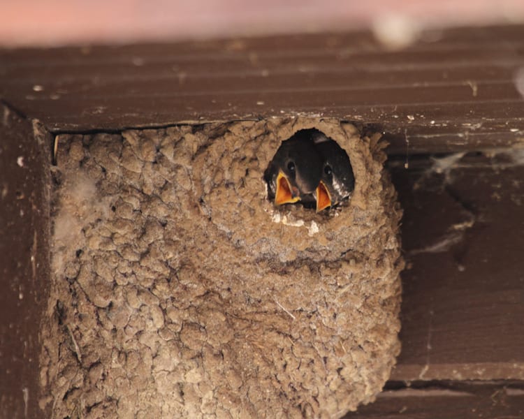 Cliff Swallow chicks