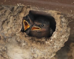 Cliff Swallow chicks