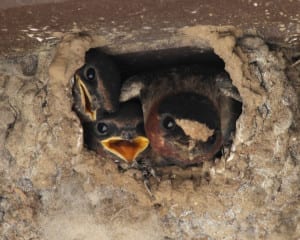 Cliff Swallow family