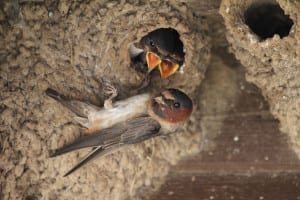 Cliff Swallow family