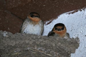 Cliff Swallows - Mexican race