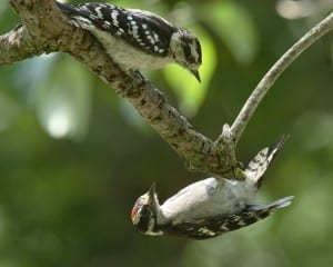 Downy Woodpecker - pair