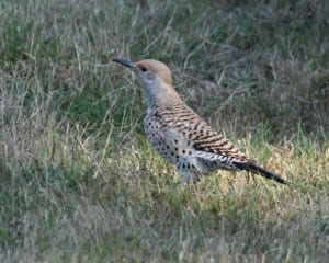 Northern Flicker - red-shafted female