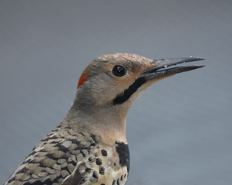 Northern Flicker - yellow-shafted