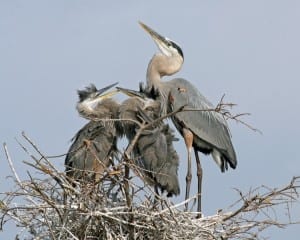Great Blue-Heron - mother and two chicks