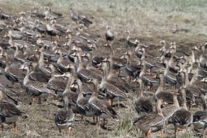 Greater White-fronted Goose - flock