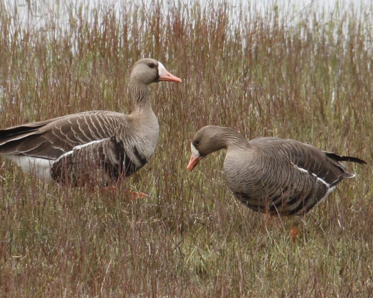 Greater White-fronted Goose - pair