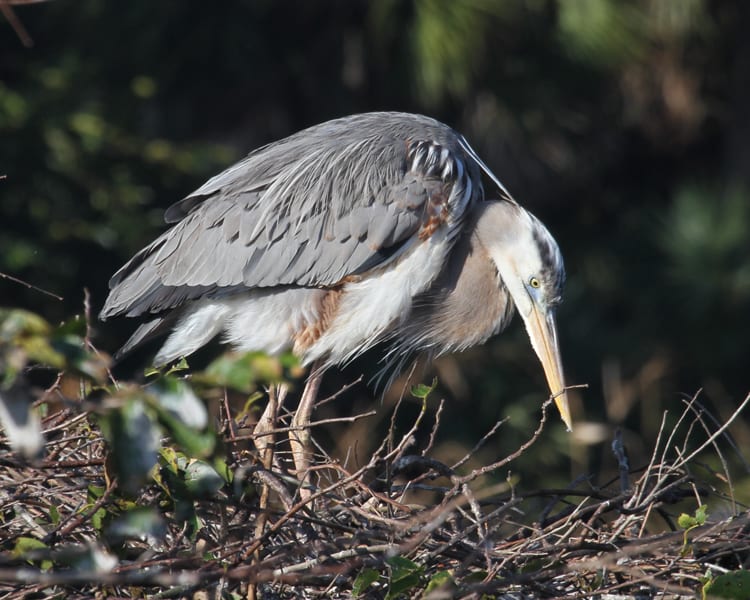 Great Blue-Heron - female on nest