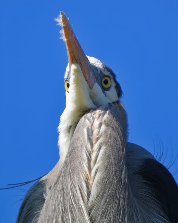 Great Blue-Heron