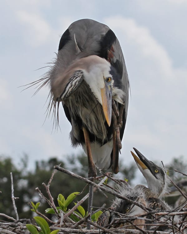 Great Blue-Heron and chick