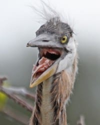 Great Blue-Heron chick
