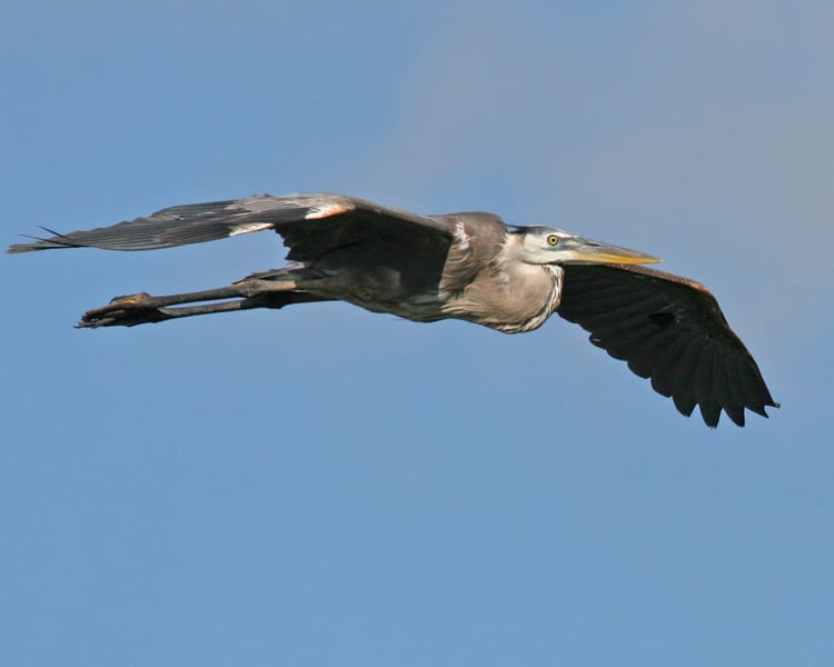 Great Blue-Heron in flight