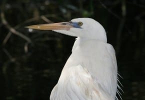 Great Blue-Heron - white morph