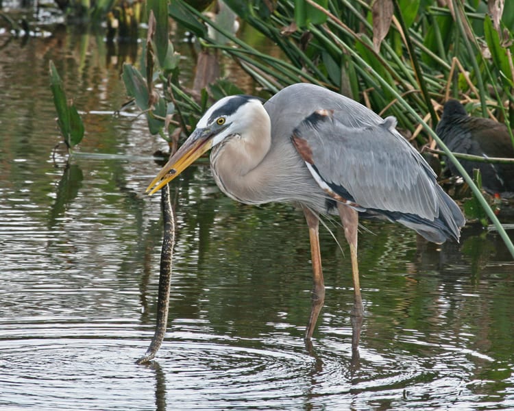 Great Blue-Heron with snake