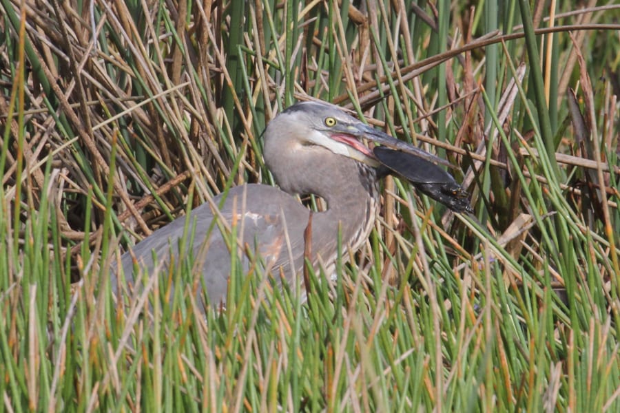 Great Blue-Heron with turtle