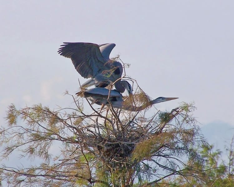 Great Blue-Herons mating