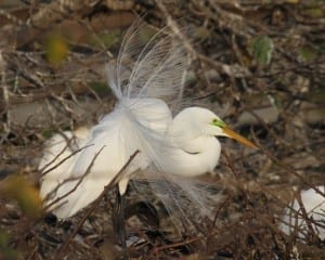 Great Egret - mating display