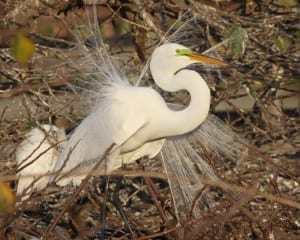 Great Egret - mating display