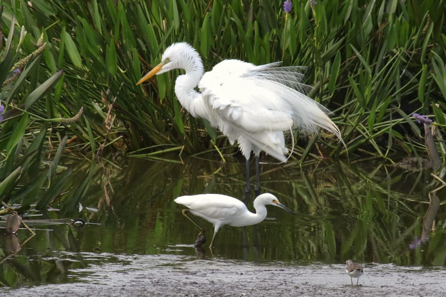 Great Egret with Snowy Egret