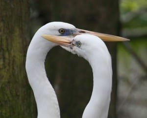 Great Blue-Herons - white morph