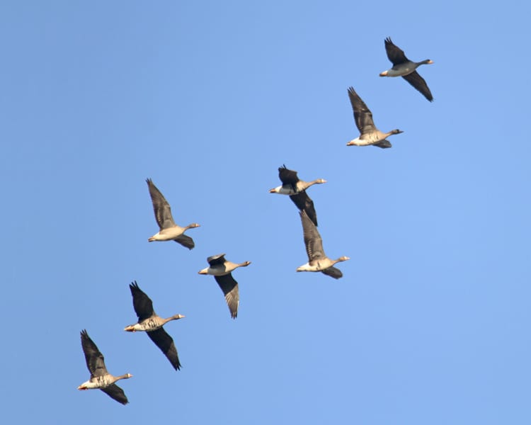 Greater White-fronted Geese - flock