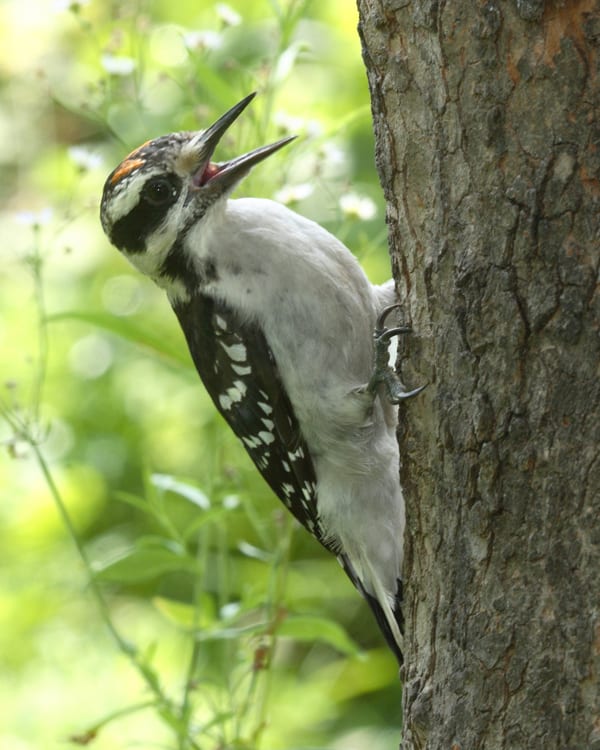 Hairy Woodpecker - juvenile
