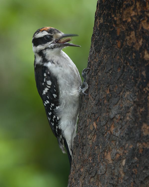 Hairy Woodpecker - juvenile eating cricket