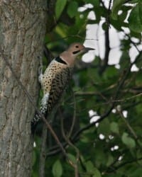 Northern Flicker - yellow-shafted