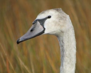 Mute Swan - first fall