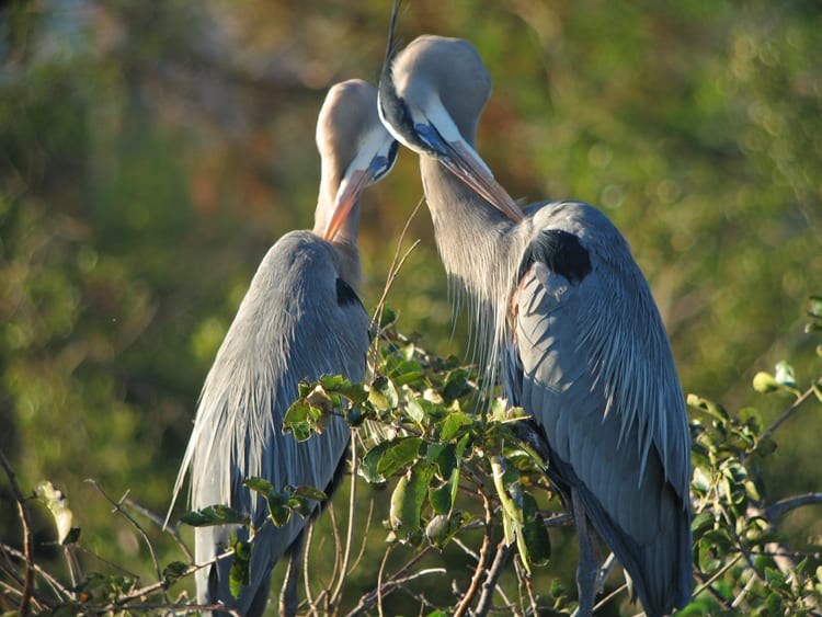 Great Blue-Herons - courting ritual