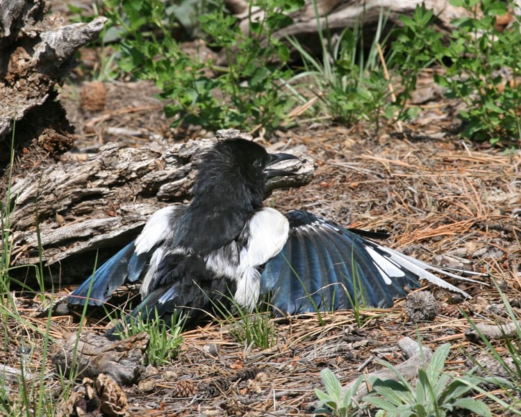 Black-billed Magpie with spread wings