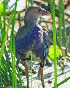 Purple Gallinule - first spring