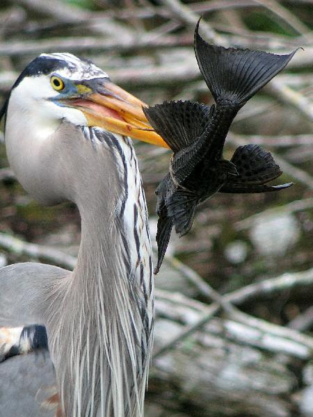 Great Blue-Heron - with fish