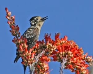 Ladder-backed Woodpecker - female
