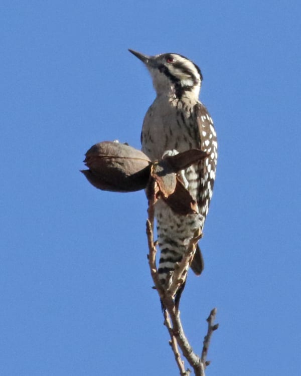 Ladder-backed Woodpecker - female