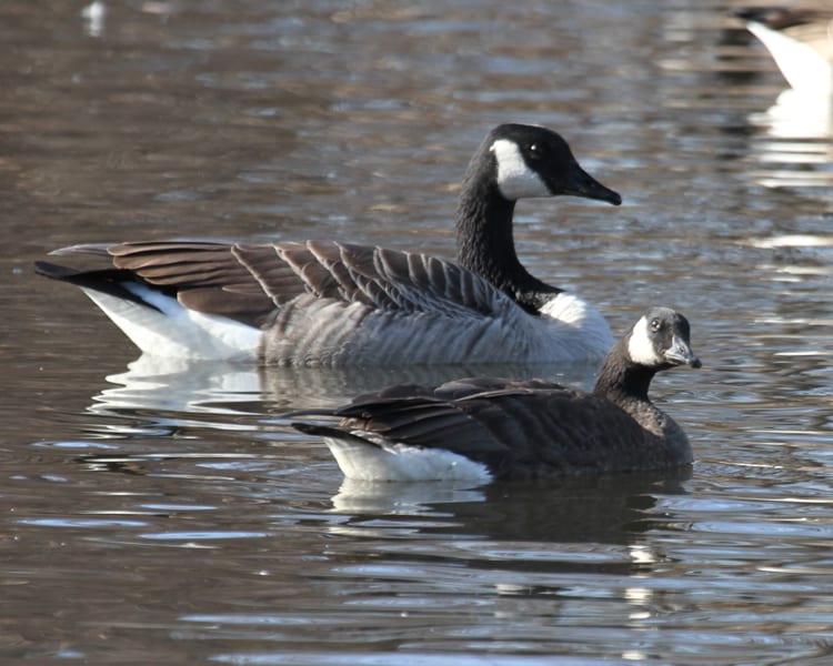 Canada Goose with Lesser Canada Goose (parvipes subspecies)