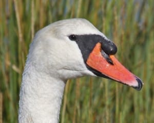 Mute Swan - close-up