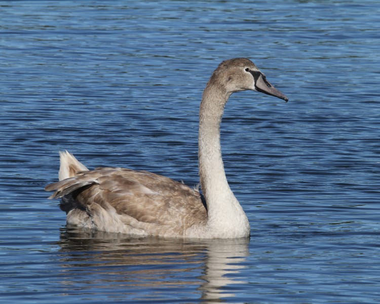Mute Swan - first fall