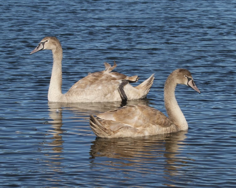 Mute Swans - first fall