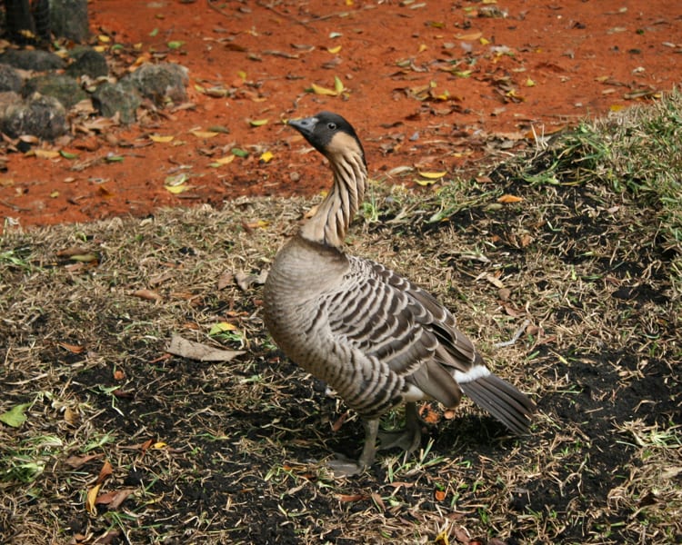 Hawaiian Goose (Nene)