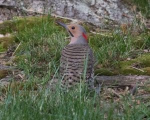 Northern Flicker - yellow shafted