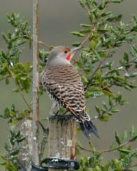 Northern Flicker - red-shafted