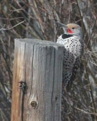 Northern Flicker - red-shafted