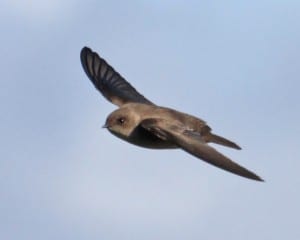 Northern Rough-winged Swallow in flight