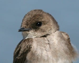 Northern Rough-winged Swallow close-up