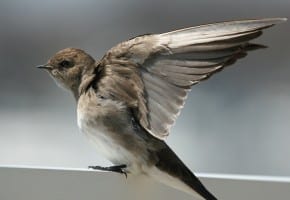 Northern Rough-winged Swallow with wings spread