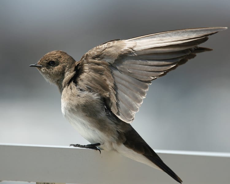 Northern Rough-winged Swallow with wings spread