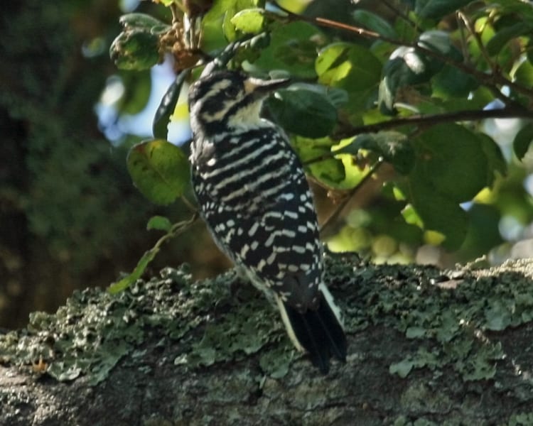 Nuttall's Woodpecker - female